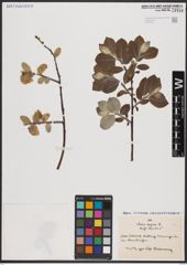 Foto von Salix caprea L.